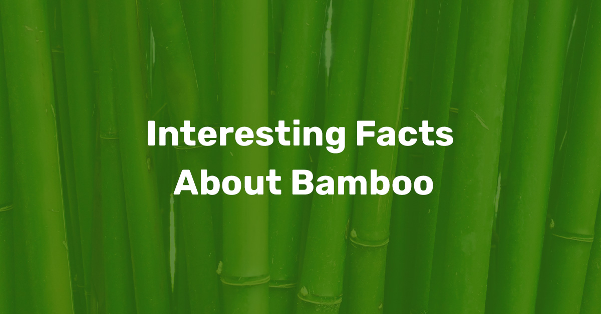 interesting facts about bamboo