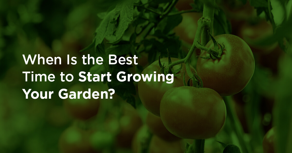 When Is the Best Time to Start Growing Your Garden?
