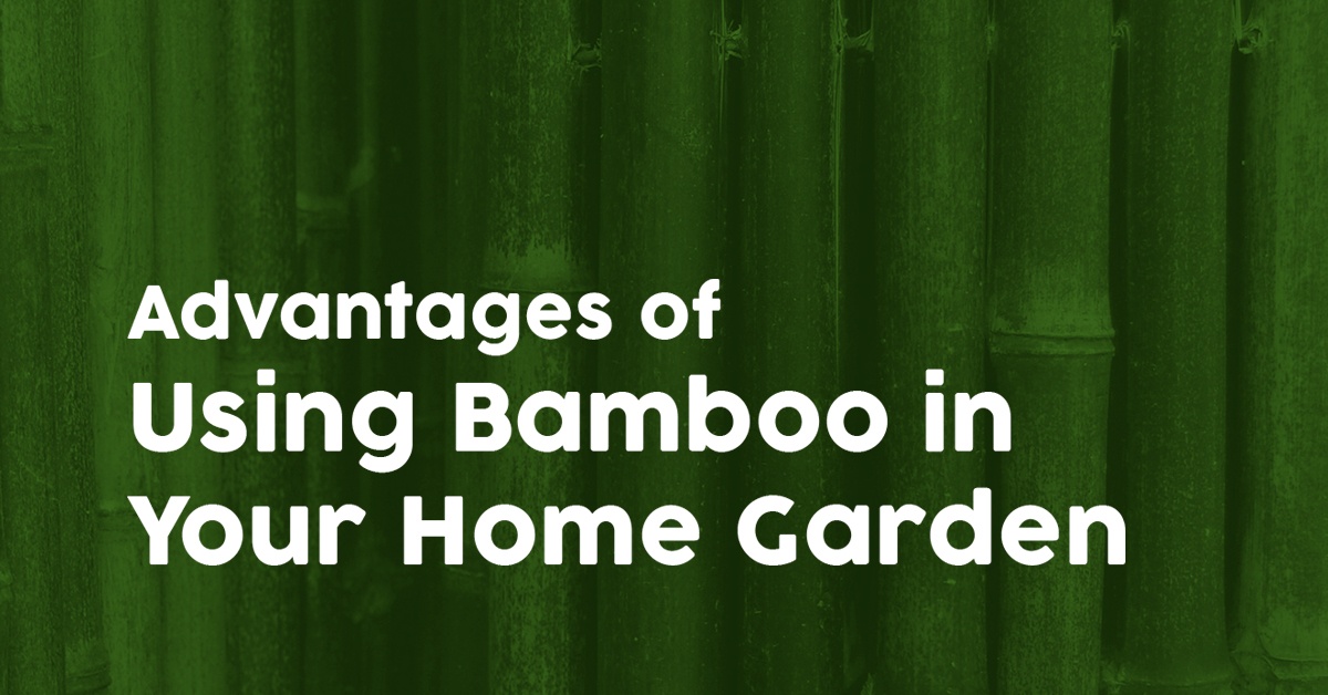 Bamboo Sticks , 12 Bamboo for Crafts,windchime Parts, Wind Chime Supplies,  Wooden Sticks, Reed Sticks, Green Bamboo 