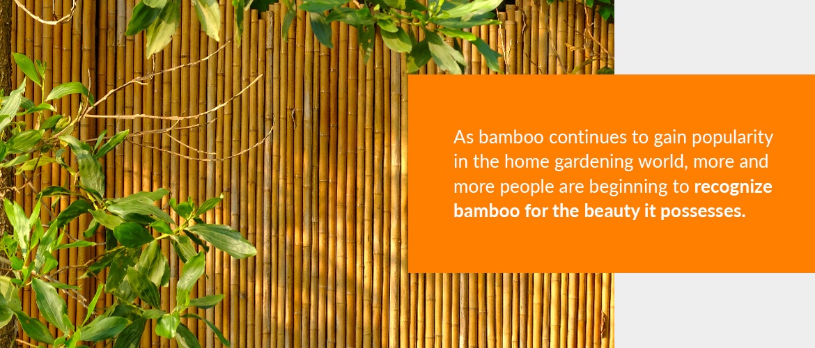 Bamboo is decorative for designing