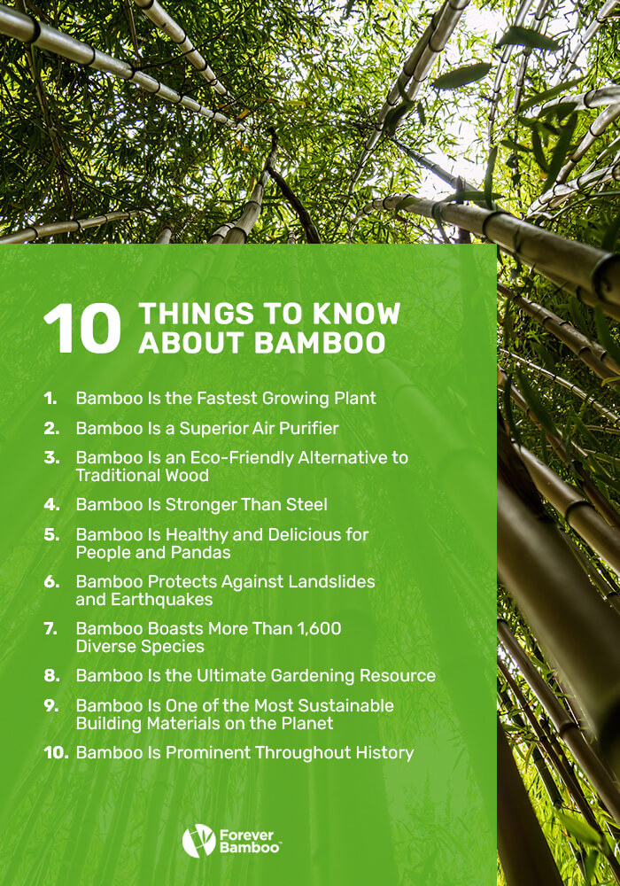 10 things to know about bamboo