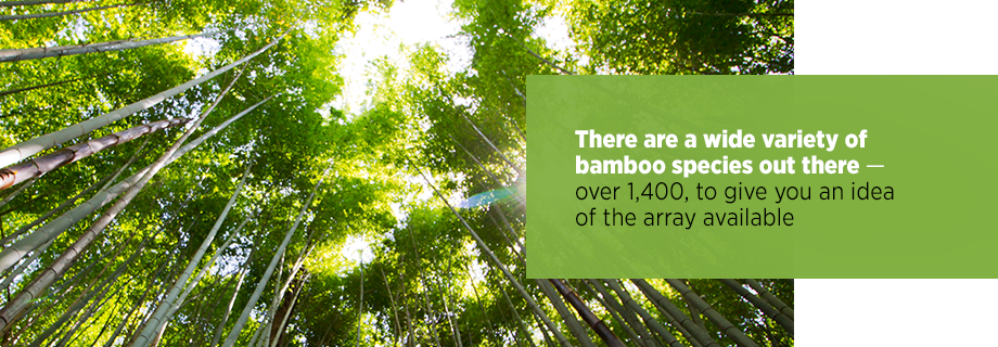 Species of Bamboo