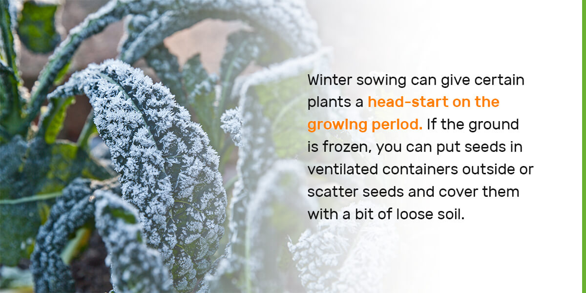 Best Crops to Grow in Winter