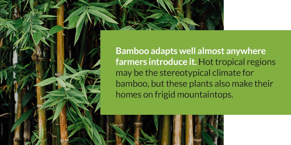 Bamboo education: Learning the environmental benefits of bamboo