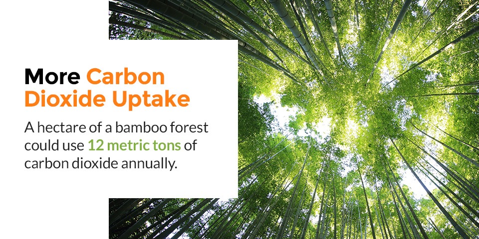 The Eco-Friendly Benefits of Building With Bamboo