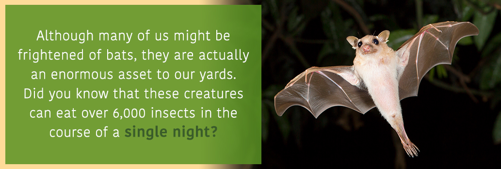 Invite Bats into your yard