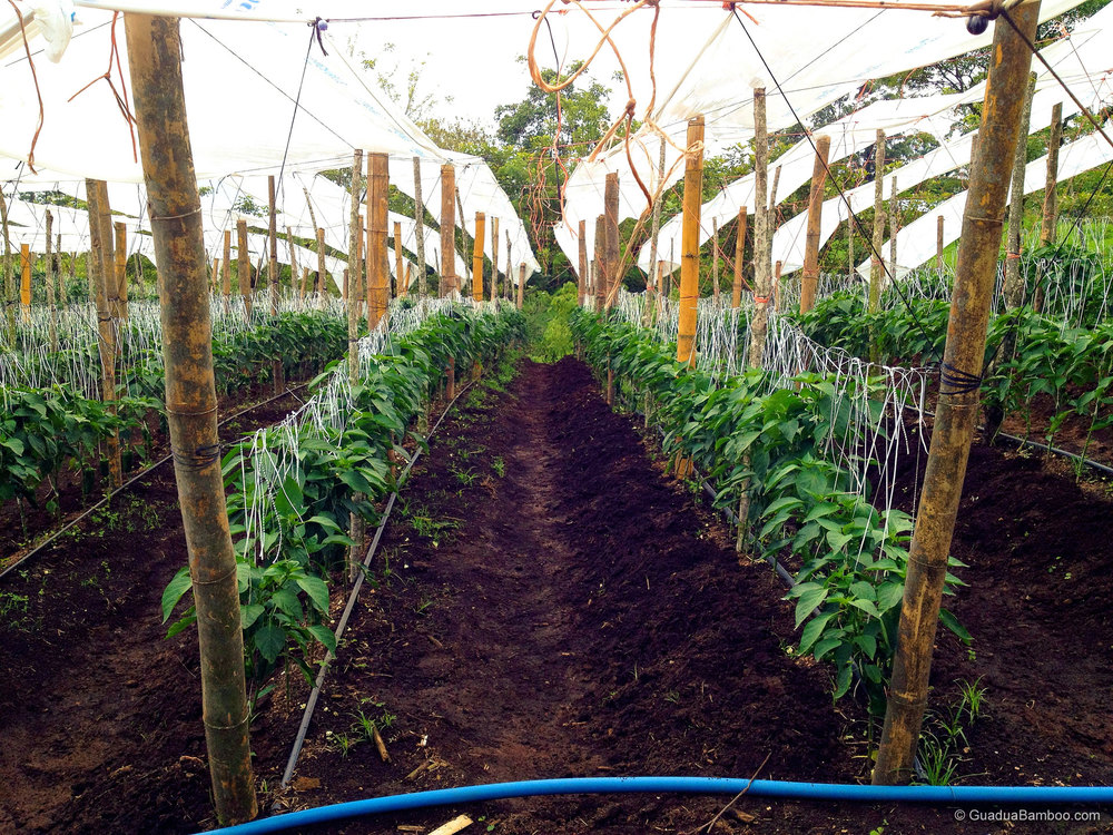 Plastic or Bamboo sticks plants,Which material sticks for plants